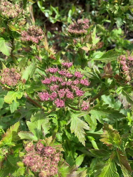 Melanoselinum decipiens