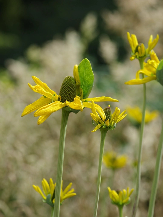 Rudbeckia maxima 'Golda Emanis'