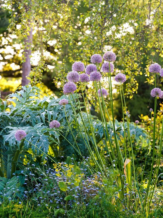Allium 'Summer Drummer' (DB)