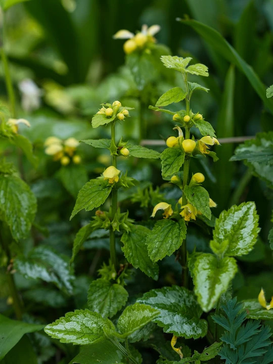 Lamium galeobdolon 'Florentinum'