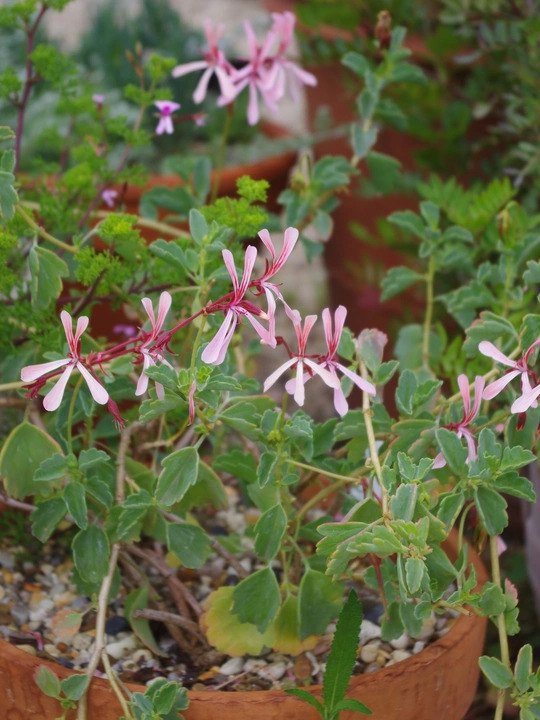 Pelargonium acetosum