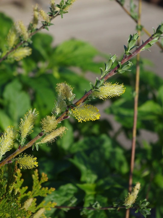 Salix repens var. argentea