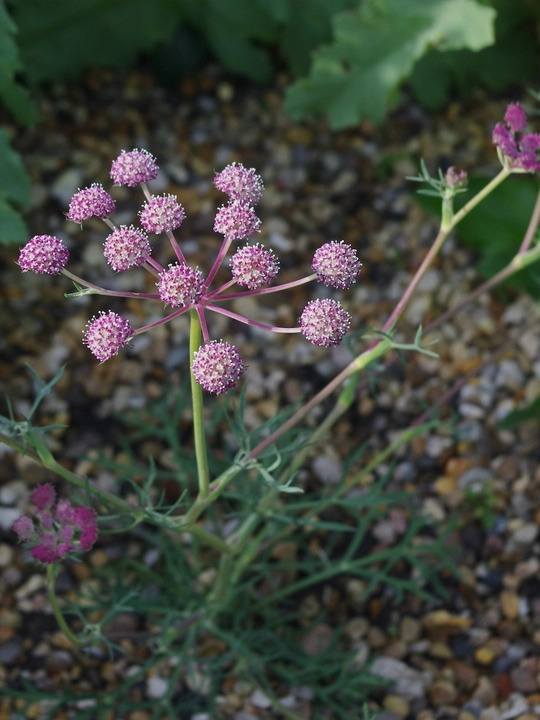 Seseli rigidum