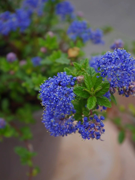 Ceanothus 'Blue Mound'