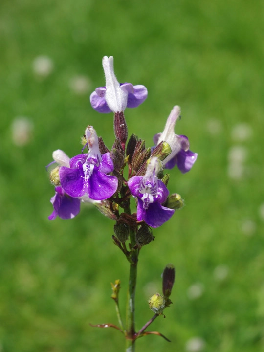 Salvia candelabrum