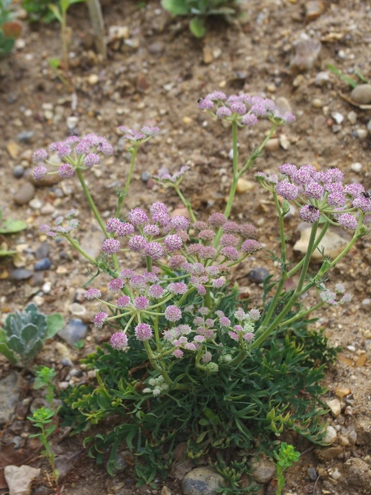 Seseli rigidum