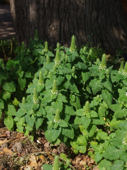 Teucrium lamiifolium