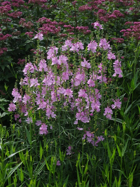 Sidalcea 'My Love'
