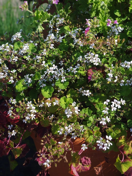 Pelargonium australe