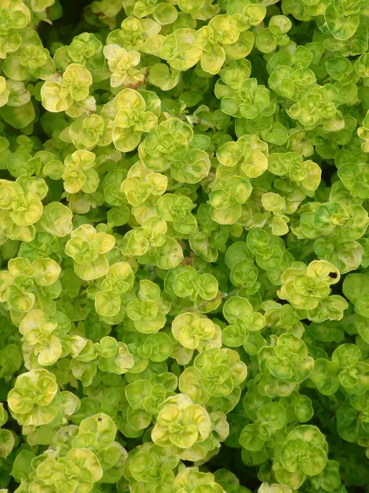 Origanum vulgare 'Aureum Crispum'