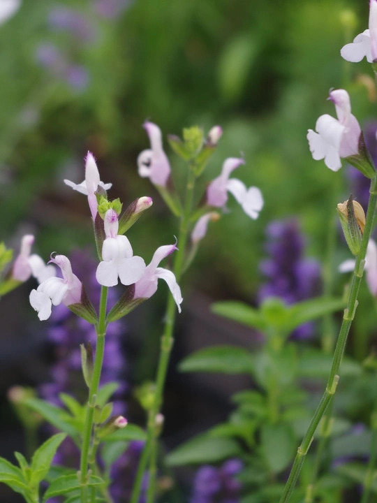 Salvia x jamensis 'Trebah'