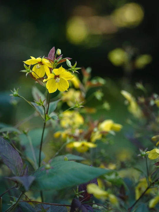 Lysimachia ciliata 'Firecracker'