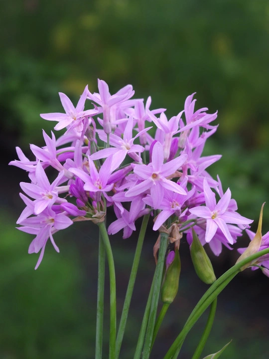 Tulbaghia 'Elaine Ann'