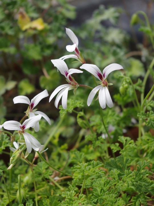 Pelargonium trifidum