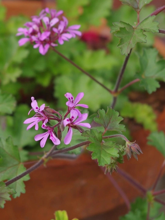 Pelargonium 'Deerwood Lavender Lass'