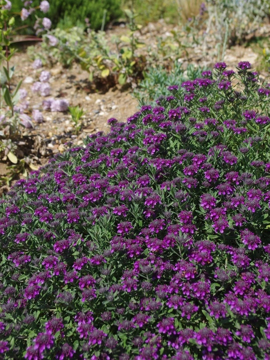 Teucrium ackermannii