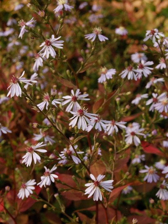 Symphyotrichum 'Primrose Path'