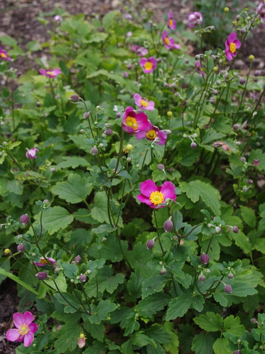Anemone 'Annerose'