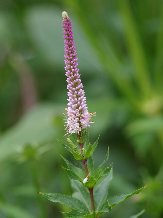 Veronicastrum virginicum 'Erica'