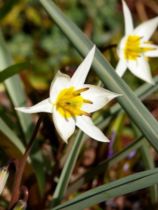 Tulipa turkestanica (5xDB)