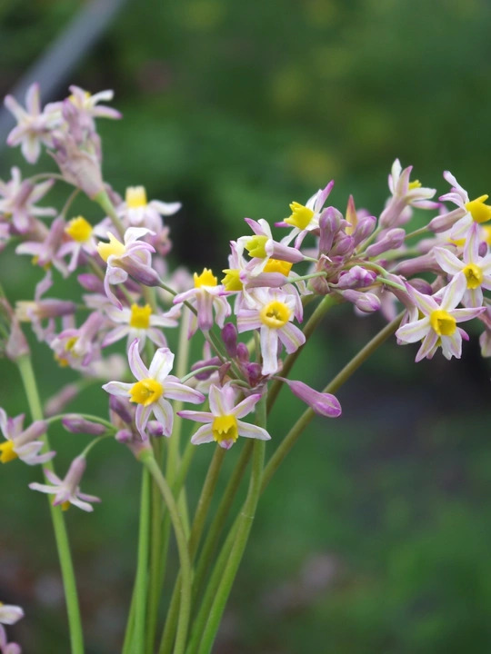 Tulbaghia 'Cosmic'