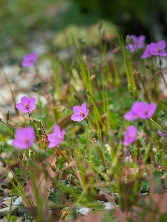 Erodium acaule