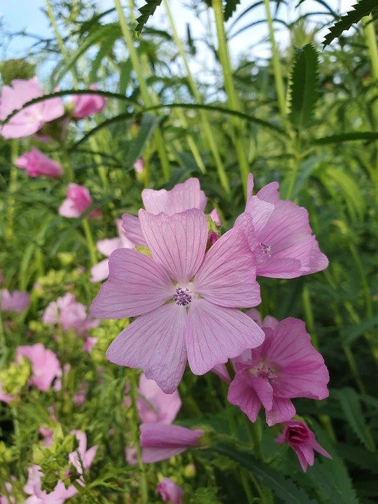 Sidalcea 'My Love'