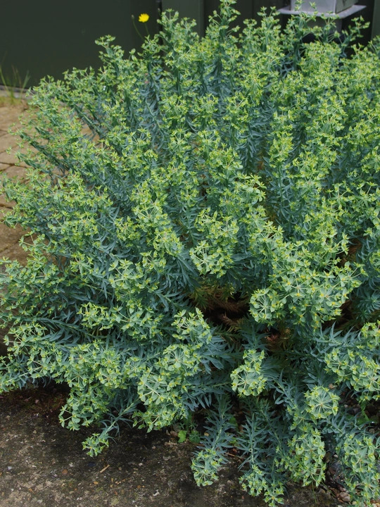 Euphorbia pithyusa