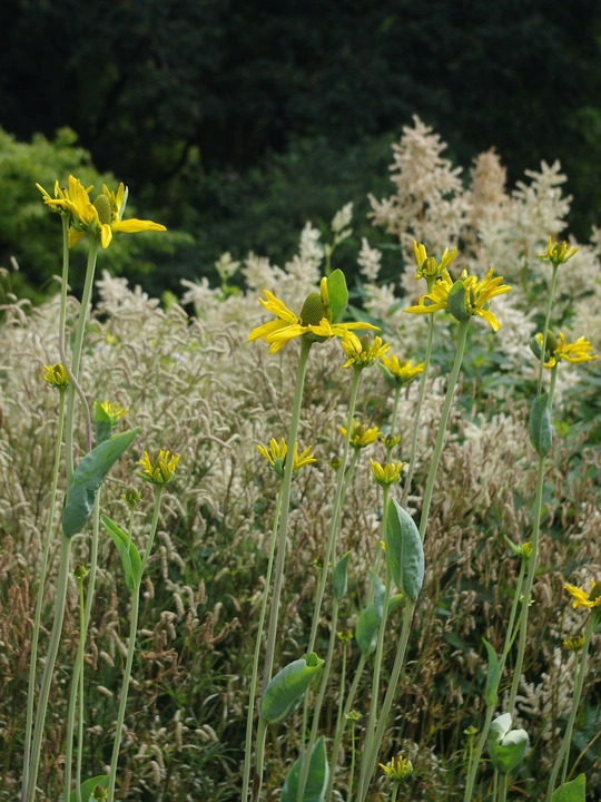 Rudbeckia maxima 'Golda Emanis'