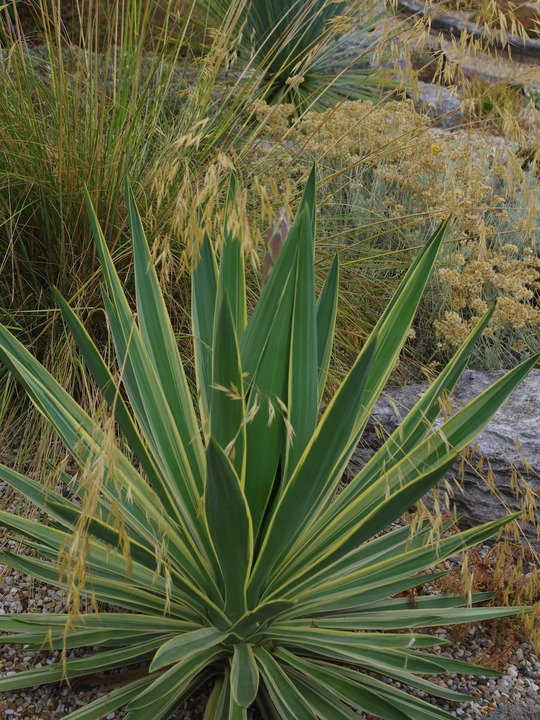 Yucca gloriosa 'Variegata'