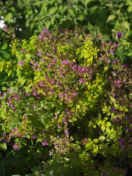 Origanum vulgare 'Pink Mist'