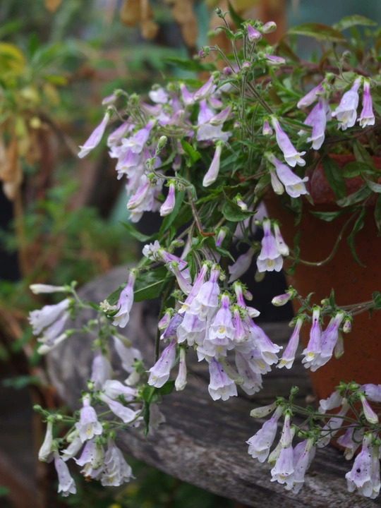 Penstemon hirsutus var. pygmaeus