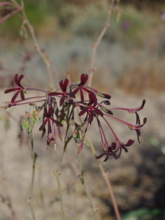 Pelargonium sidoides Black Form