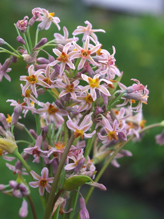 Tulbaghia 'Hazel'