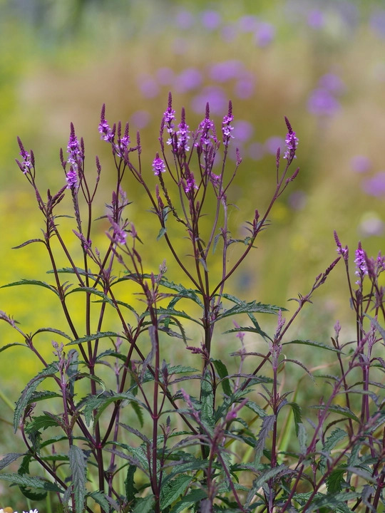 Verbena &times; baileyana 'Purple Haze'