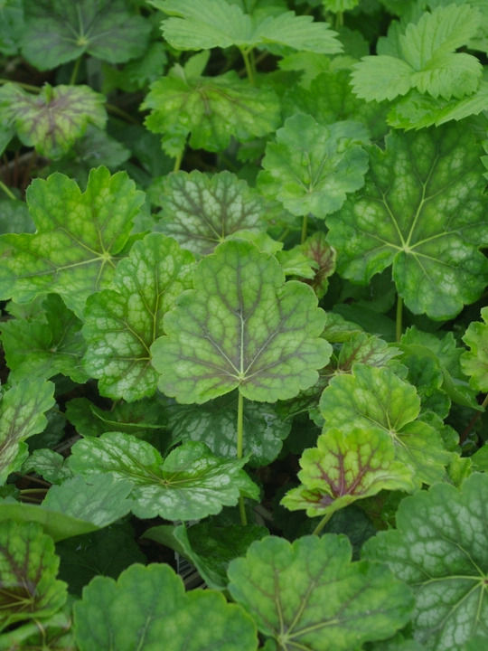 Heuchera americana 1L