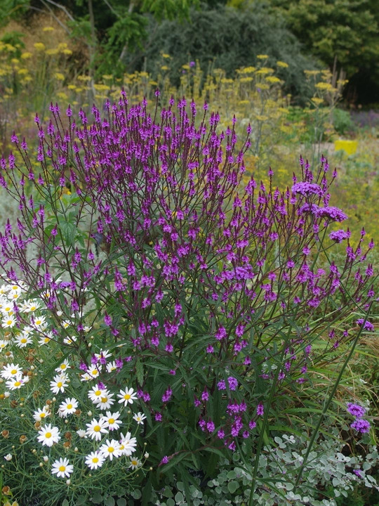 Verbena &times; baileyana 'Purple Haze'