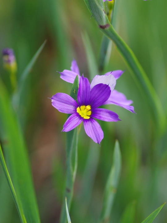 Sisyrinchium idahoense var. macounii 'Moody Blues' 