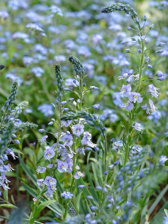 Veronica gentianoides