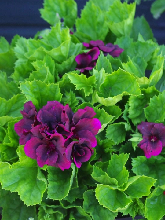 Pelargonium 'Minstrel Boy'