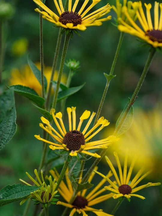 Rudbeckia subtomentosa 'Henry Eilers'