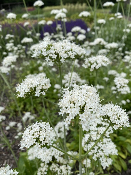 Valeriana phu 'Aurea'