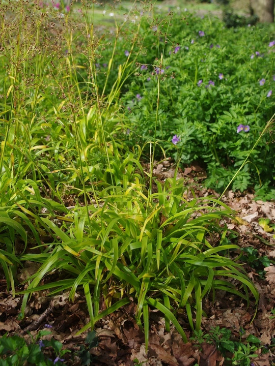 Luzula sylvatica 'Aurea'