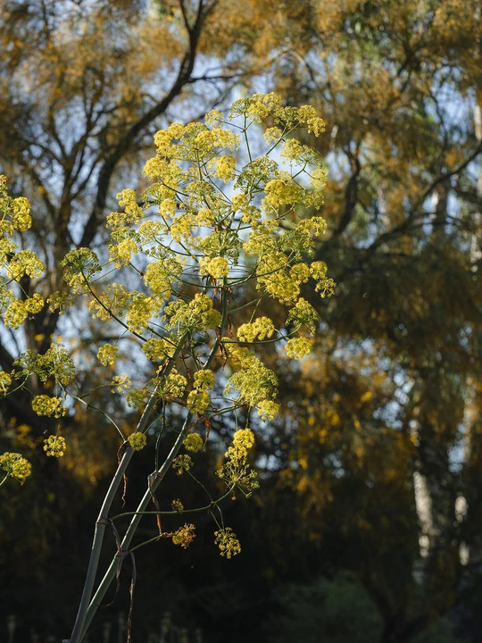 Ferula communis