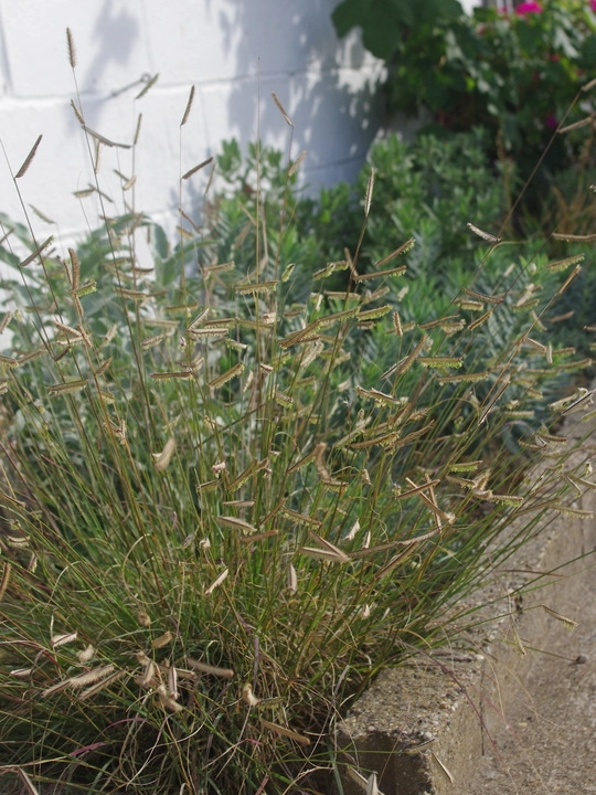Bouteloua gracilis