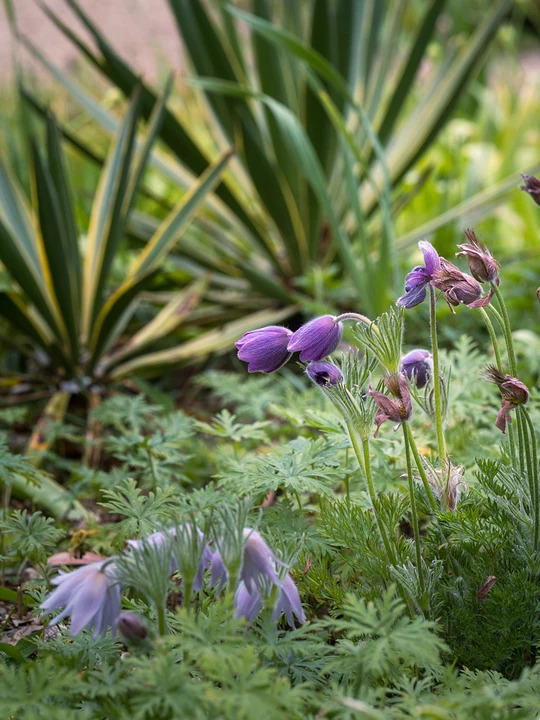 Pulsatilla vulgaris