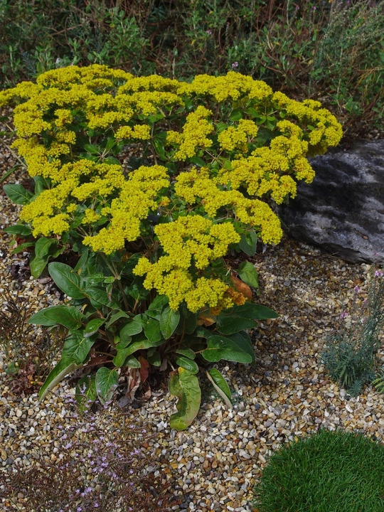 Eriogonum allenii 'Little Rascal'