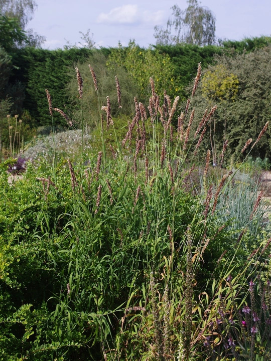 Melica altissima 'Atropurpurea'