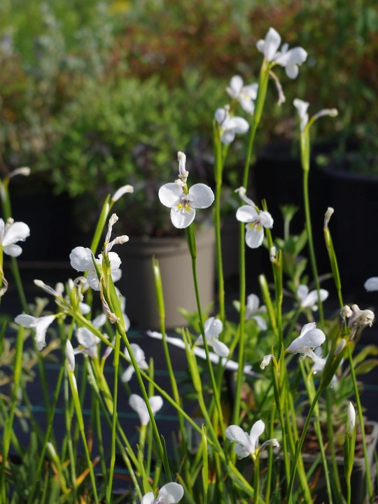 Diplarrena moraea