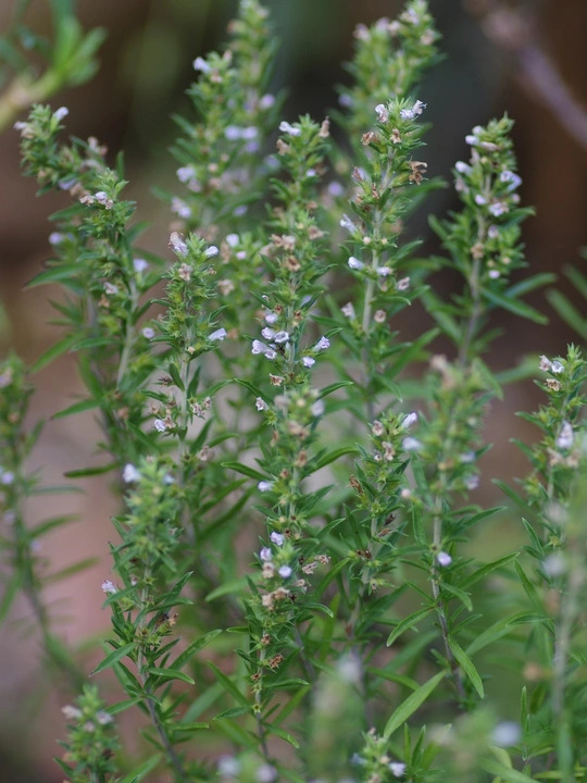 Satureja montana